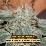 BC God Bud (Regular) - Best Coast Genetics