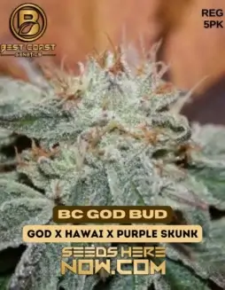 BC God Bud Regular Seeds by Best Coast Genetics featuring earthy and sweet aromas