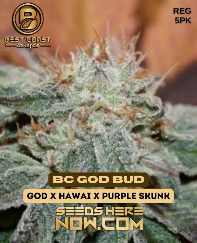 BC God Bud Regular Seeds by Best Coast Genetics featuring earthy and sweet aromas