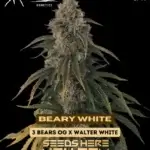 Beary White (Autoflower) - Mephisto Genetics