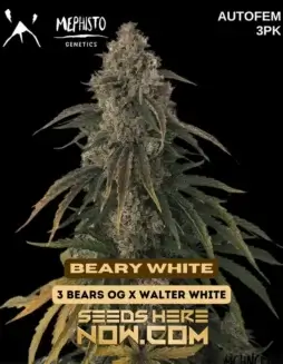 Beary White Autoflower Seeds (space) 3 Bears OG x Walter White Hybrid
