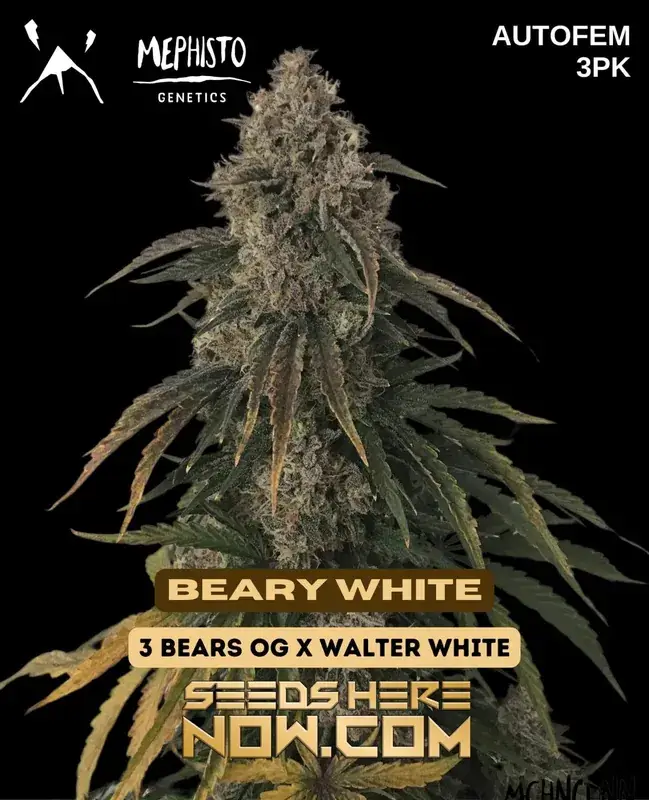 Beary White Autoflower Seeds - 3 Bears OG x Walter White Hybrid