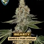 Beasty Bonus Pack (Feminized) - T.H. Seeds