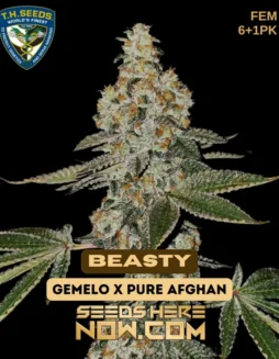 Beasty Bonus Pack Feminized Cannabis Seeds by T.H. Seeds