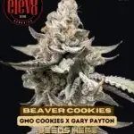 Beaver Cookies (Feminized) - Elev8 Seeds