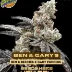 Ben & Gary’s (Feminized) - Exotic Genetix