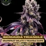 Bermuda Triangle (Feminized) - Precursor Genetics