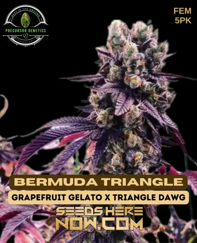 Bermuda Triangle Feminized Seeds - Grapefruit Gelato x Triangle Dawg Hybrid