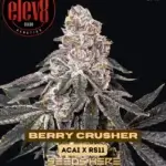 Berry Crusher (Feminized) - Elev8 Seeds
