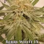Berry White IX (Regular) - Lemon Hoko