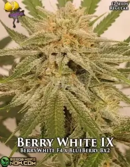 Berry White IX cannabis seeds by Lemon Hoko, featuring citrus and berry aromas