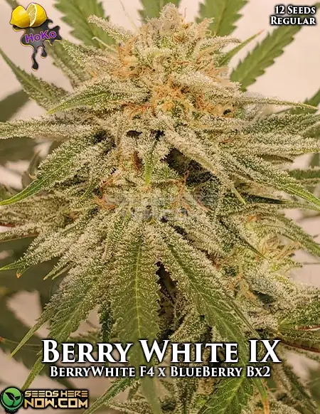 Berry White IX cannabis seeds by Lemon Hoko, featuring citrus and berry aromas