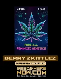 Close(space)up of Berry Zkittlez S1 Cannabis Seeds (space) Feminized, Indica(space)dominant