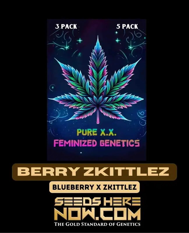 Close-up of Berry Zkittlez S1 Cannabis Seeds - Feminized, Indica-dominant