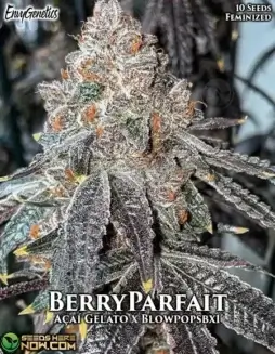 BerryParfait Feminized Cannabis Seeds by Envy Genetics featuring Açaí Gelato and BlowPops BX1 lineage