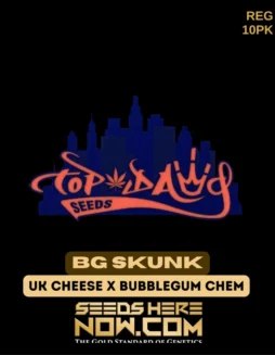 BG Skunk Regular Seeds from Top Dawg Seeds featuring UK Cheese and Bubblegum Chem genetics