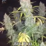Big Bud S1 (Feminized) - Dr. Blaze