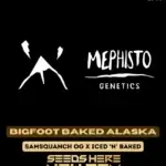 Bigfoot Baked Alaska (Autoflower) - Mephisto Genetics