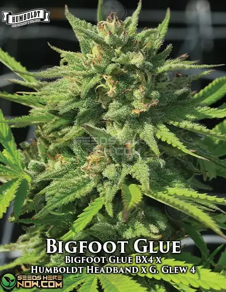 Bigfoot Glue Cannabis Seeds - High THC Hybrid Strain by Humboldt Seed Company