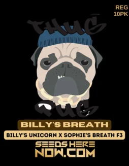 Billy's Breath regular cannabis seeds by Thug Pug Genetics featuring 25% THC and hybrid dominance