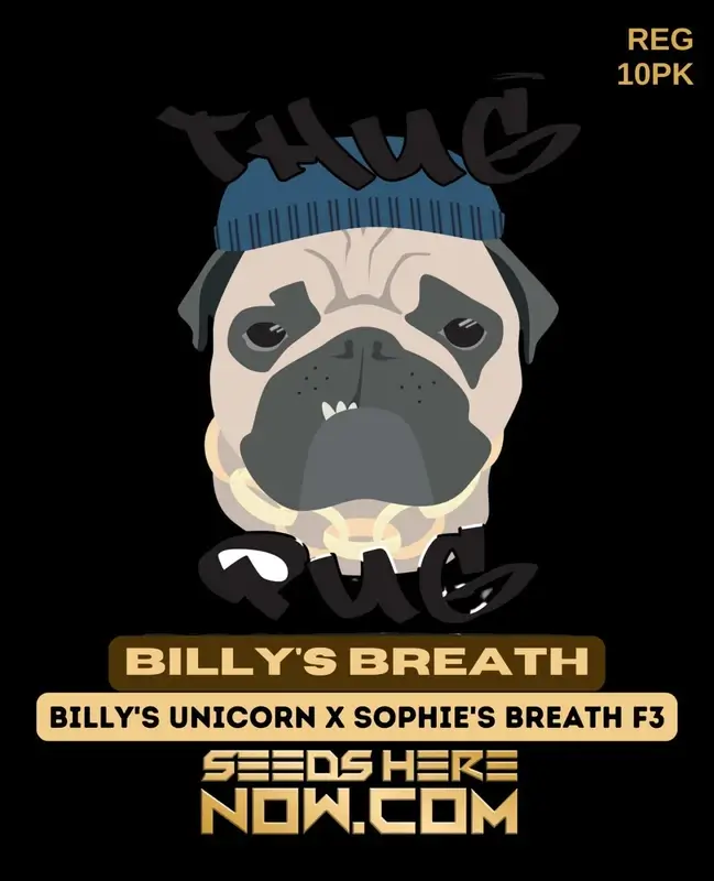 Billy's Breath regular cannabis seeds by Thug Pug Genetics featuring 25% THC and hybrid dominance