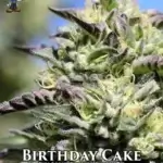 Birthday Cake S1 (Feminized) - Dr. Blaze