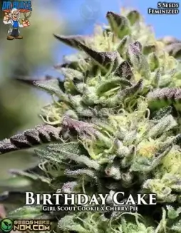 Pack of Birthday Cake S1 Feminized Seeds (space) Girl Scout Cookies x Cherry Pie