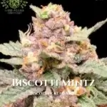 Biscotti Mintz S1 (Feminized) - Elite Clone Seed Company