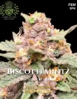 Close(space)up of Biscotti Mintz S1 feminized cannabis seeds in natural light