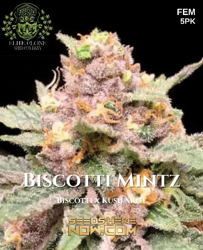 Close-up of Biscotti Mintz S1 feminized cannabis seeds in natural light