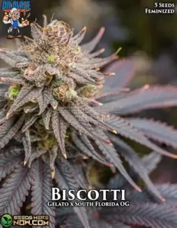 Pack of Biscotti S1 Feminized Seeds by Dr. Blaze (space) Gelato x South Florida OG