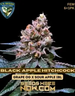 Feminized Black Apple Hitchcock cannabis seeds from T.H. Seeds, featuring Grape OG and Sour Apple IBL genetics