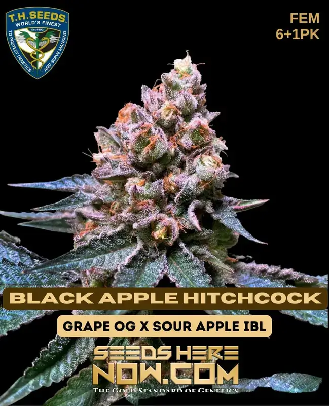 Feminized Black Apple Hitchcock cannabis seeds from T.H. Seeds, featuring Grape OG and Sour Apple IBL genetics