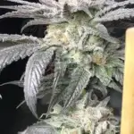 Black Banana F2 (Regular) - Solfire Gardens