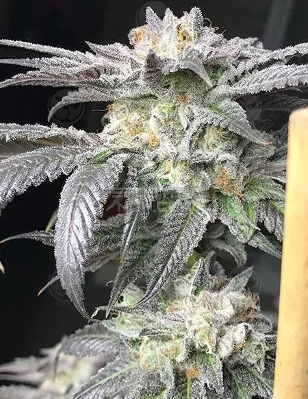 Pack of Black Banana F2 regular cannabis seeds by Solfire Gardens