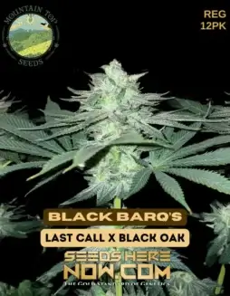 Packet of Black Barq's Regular Cannabis Seeds by Mountain Top Seeds showcasing its hybrid vigor