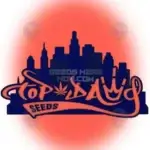 Black C Haze (Regular) - Top Dawg Seeds