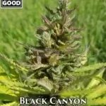 Black Canyon (Regular) - Weed Should Taste Good