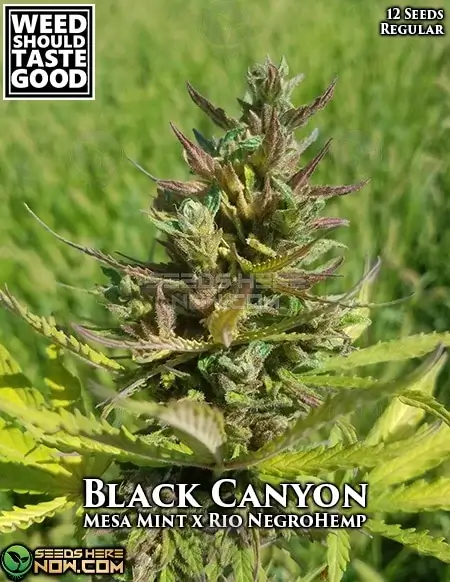 Black Canyon regular cannabis seeds by Weed Should Taste Good, showcasing earthy, pine, and citrus flavors.