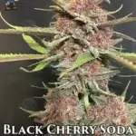 Black Cherry Soda S1(Feminized) - Dr. Blaze
