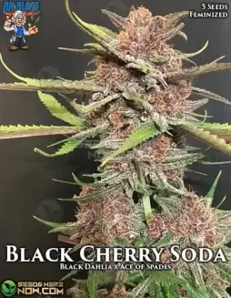 Black Cherry Soda S1 cannabis seeds, feminized, by Dr. Blaze featuring notes of black cherry and citrus