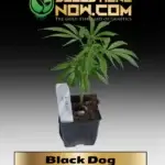Black Dog Clones - ACC