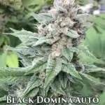 Black Domina (Autoflower) - Automatically Delicious