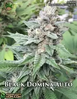 Black Domina Auto (Autoflower) (space) Automatically DeliciousBlack Domina Auto cannabis seeds by Automatically Delicious showing earthy, pine, and citrus flavors