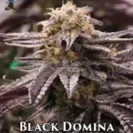 Black Domina S1 (Feminized) - Dr. Blaze