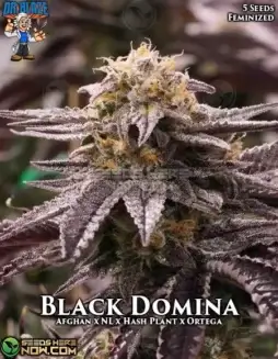 Black Domina S1 (Feminized) (space) Dr. BlazeClose(space)up of Black Domina S1 feminized cannabis seeds with earthy, spicy, and citrus aroma notes