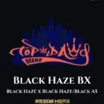 Black Haze BX (Regular) - Top Dawg Seeds