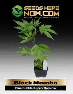 Indica(space)dominant Black Mamba Clones in a 3.5(space)inch pot