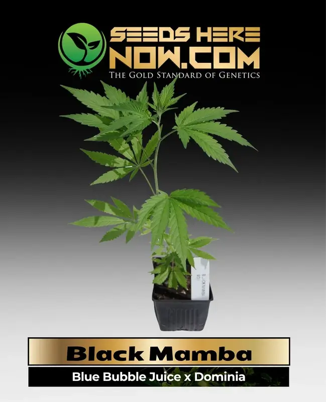 Indica-dominant Black Mamba Clones in a 3.5-inch pot