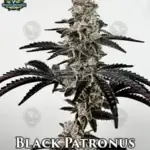 Black Patronus (Feminized) - Exotic Genetix